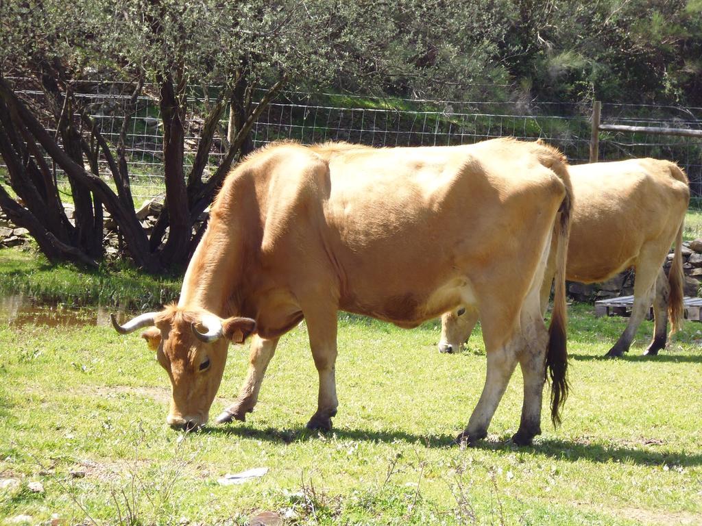 Casegas Quinta Do Favacal - Agroturismo - Serra Da Estrela מראה חיצוני תמונה